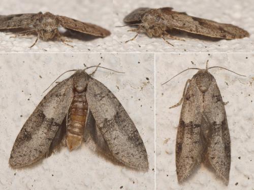 Penestoglossa dardoinella
